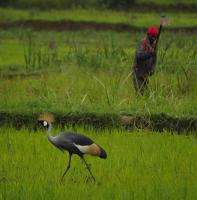 Stany's apartments - B&B Butare