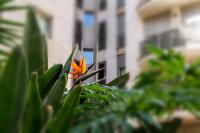 New Estrelitzia Luxury Apartamen - B&B