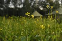 Aalia Jungle Retreat and Spa, Bandarjudh, Haridwar - Araiya Anthology - B&B