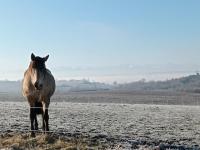 B&B Cintegabelle - Domaine de buffevent - Bed and Breakfast Cintegabelle