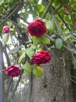 El lugar de la Flor - Ferienwohnung Bariloche
