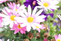 Seacourt Accommodation Tramore - Adult Only - B&B Tramore