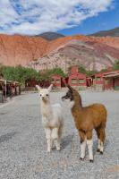 Ecohotel Posta de Purmamarca - Bed and Breakfast Purmamarca