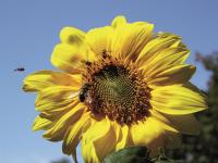 Appartamento con 1 Camera da letto con doccia