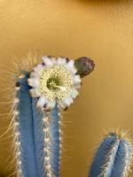 Apartamentos San Jose - Bed and Breakfast Valle Gran Rey