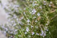 Habitación Doble con baño privado externo - 2 camas