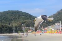 Apto com estacionamento gratuito a 1 minuto a pé da praia, local tranquilo - B&B