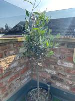 The terrace - B&B