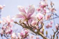 La Magnolia - B&B Greve In Chianti