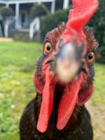 Farm Stay POPLAR Cottage at Wilindi Estate - Bed and Breakfast Tyabb