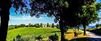 B&B San Gimignano - Fattoria La Torre - Bed and Breakfast San Gimignano