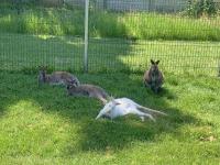 Le Bois aux Cerfs - Bed and Breakfast