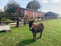 B&B Melksham - Rew Farm Country and Equestrian Accommodation - Sunset Lodge - Bed and Breakfast Melksham