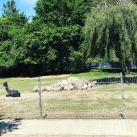 Spaß & Ferien auf dem Alpaka Hof 2 - Bed and Breakfast Lenschow