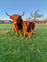 Orchard House Lodges by Ecohuman - B&B Haddington