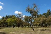 Monte dos passarinhos - Bed and Breakfast Grândola