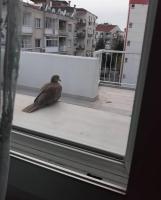Zübeyde Hanım Homes - B&B