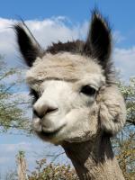 Märchenhaft urlauben auf dem Alpakahof - B&B Rambow