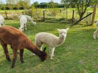 B&B Bovey Tracey - Dartmoor Reach Alpaca Farm Heated Cabins - Bed and Breakfast Bovey Tracey