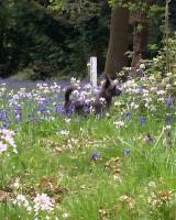 Pet Friendly - 2 Guests - Original Roadsmans Wagon - B&B Longhope