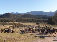 Domaine U Filanciu - Centru di Corsica - B&B Moltifao