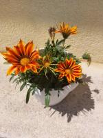 Appartement met 1 Slaapkamer