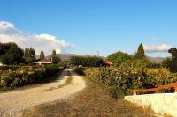 B&B Ampelokipoi - Authentic Country House in Zakynthos - Bed and Breakfast Ampelokipoi