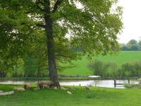 Fermette au calme avec piscine, jardin et étang de pêche - FR-1-591-333 - Chambres d'hôtes Vigoulant