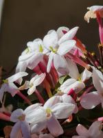 Il bacio del Sole - B&B Valderice