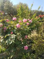 Amalthia - Bed and Breakfast Sitia