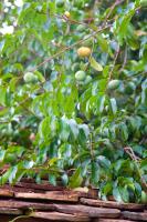 Camera Matrimoniale con Vista Giardino