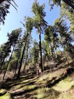 Haus - Pantenburg - B&B Manderscheid