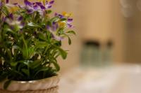 Suite Corallo - Smart Holiday - B&B Mantova