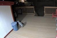 Snow Bunny Cottage, Pets Welcomed! - B&B Green Valley Lake