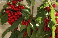 Apartmani Aleksic - B&B Trebinje