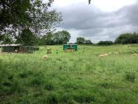 Shepherds Hut (Benny's) - B&B