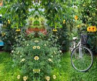 Star Garden Hoi An - B&B Hoi An