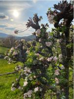 Lovely apartment in nature with sauna - B&B Postojna