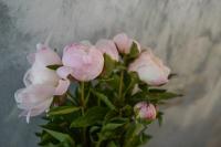 Gardenhill Vienna - B&B Vienna