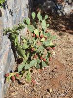 VILLA PETRINO - B&B Tsoútsouros