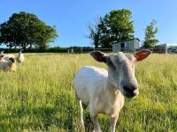 Luxury Shepherd Hut on small South Hams farm, Devon - B&B