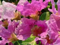 Camera Deluxe Matrimoniale/Doppia con Letti Singoli con Vista Giardino