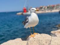Studio Piran - B&B Pirano
