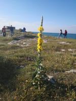 Villa Donà Appartamento:Defensola - B&B Vieste