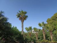 palm-tree - B&B Arkoudi