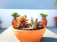 MF Terceira - Villa With Terrace & Ocean Views - B&B