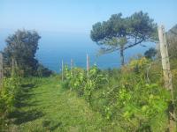 Apartment Camere Cinque Terre Andrea - B&B La Spezia