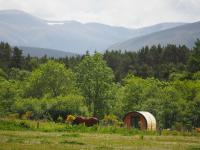 Ptarmigan - B&B Nethy Bridge