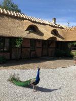 Cottage on unique farm - Ferienwohnung