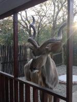 Wild Escape - B&B Marloth Park